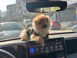 Leoya Yeni Yuva