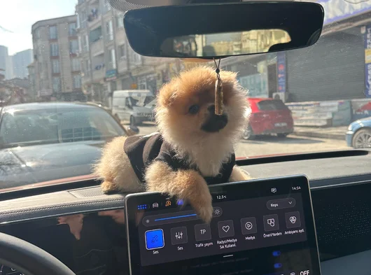 Leoya Yeni Yuva görsel