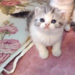 ayşe  kuzeyli profil fotoğrafı