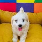 Kuzey Yağmur profil fotoğrafı