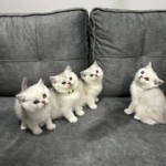 Deniz Devrim profil fotoğrafı