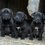 Pom Boo profil fotoğrafı