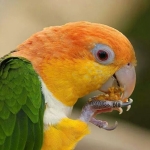 DEMİR PET profil fotoğrafı