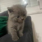 Hande RIABYI profil fotoğrafı