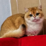 Emre Altın profil fotoğrafı