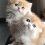 Gülay profil fotoğrafı