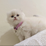 Ümit Bolat profil fotoğrafı