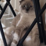 Oguz profil fotoğrafı