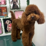 Toy poddle home profil fotoğrafı