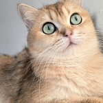 Barış  profil fotoğrafı