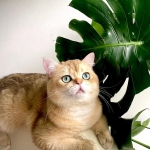 Serkan  profil fotoğrafı