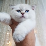 MUHAMMED FIRAS profil fotoğrafı