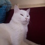 Nilgün Kılınç profil fotoğrafı