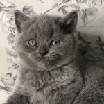 Şule atman profil fotoğrafı