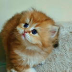 izmirimpatiler profil fotoğrafı