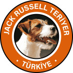 Jack Russell Terrier Türkiye profil fotoğrafı