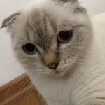 Emine Şahin profil fotoğrafı