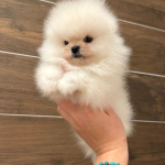 vip petco profil fotoğrafı