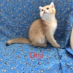 Harmony paws cattery profil fotoğrafı