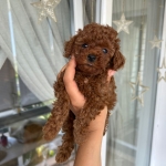 Pınar Aksu profil fotoğrafı