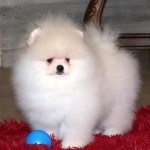 Turkey Puppies profil fotoğrafı