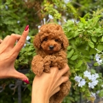 ceren hanım profil fotoğrafı