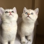 Kübra Karanalbant profil fotoğrafı