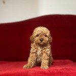 Hamza adıbelli profil fotoğrafı