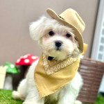 MalteseMaltipooPuppy profil fotoğrafı
