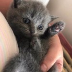 Ebru Can profil fotoğrafı