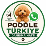 Poodle Türkiye profil fotoğrafı