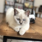 Marina Aksencer profil fotoğrafı