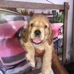 Patiloji Petshop profil fotoğrafı