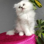 PetprofTarkan profil fotoğrafı