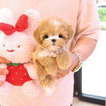 TEACUPPUPPY profil fotoğrafı