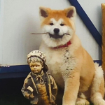 Ege Akita Dog Kennel profil fotoğrafı