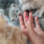 Kübra İleri profil fotoğrafı