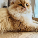 Tuba Yıldırımer profil fotoğrafı
