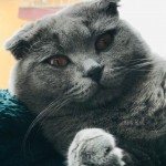 enes profil fotoğrafı