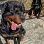 Samet Eroğlu profil fotoğrafı