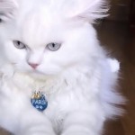 Deniz Kaptan profil fotoğrafı
