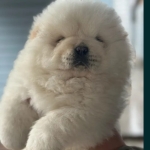tuchikopet profil fotoğrafı