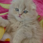 Nilay Erdem profil fotoğrafı