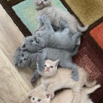 Alper Acun profil fotoğrafı
