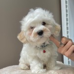Burcu Ay profil fotoğrafı