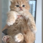 Pınar Serçe profil fotoğrafı