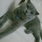 CİHANGİR MEŞE profil fotoğrafı