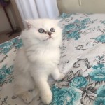 Doğan kırmızı profil fotoğrafı