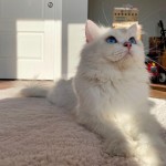 Şafak Akın profil fotoğrafı