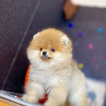Boo Pome profil fotoğrafı